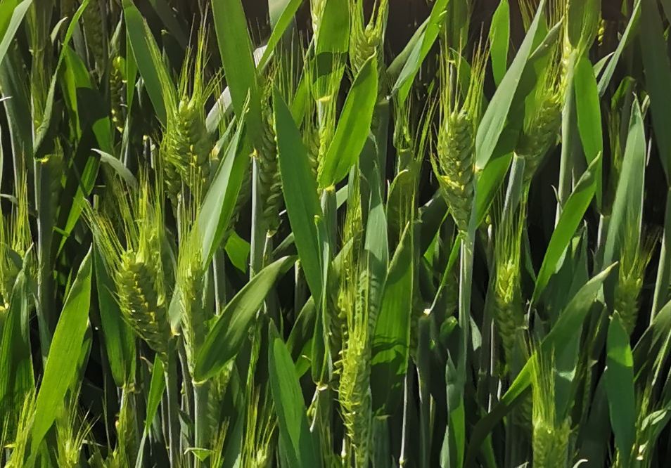 4月小麦这样管：培育壮穗稳增产！